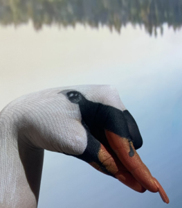 Hand Swan 
